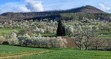 Steuobstwiesen am Fusse des Farrenberges