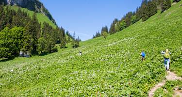 Kurz vor dem Bäckenalmsattel