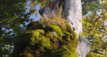 Baumveteranen am Weg