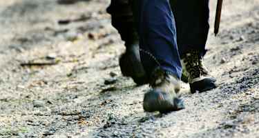 Pilgerfüsse müssen viel aushalten