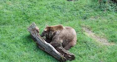 Wildnis total: Bayerischer Wald