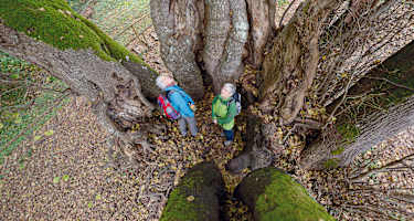 Die uralte Tassilolinde bei Wessobrunn