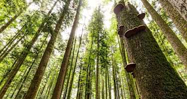 Der dichte Wald rund um den Zinnkopf