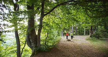 Buchengänge zwischen Hangendem Stein und Backofenfelsen