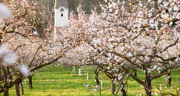 Wachau Marillenblüte Wanderung Bergwelten