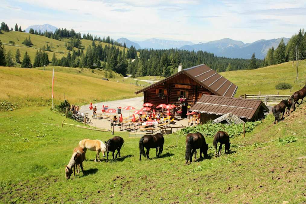 Unsere Tiere rund um die Edtalm