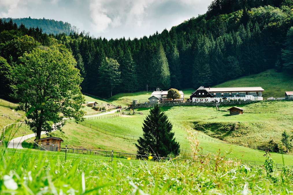 Die bewirtschaftete Hochsteinalm liegt westlich des Traunsees in Oberösterreich.