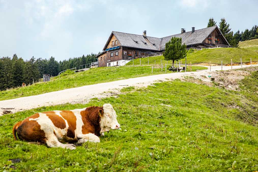 Die Stoißer Alm liegt unterhalb des 1.334 Meter hohen Teisenbergs.