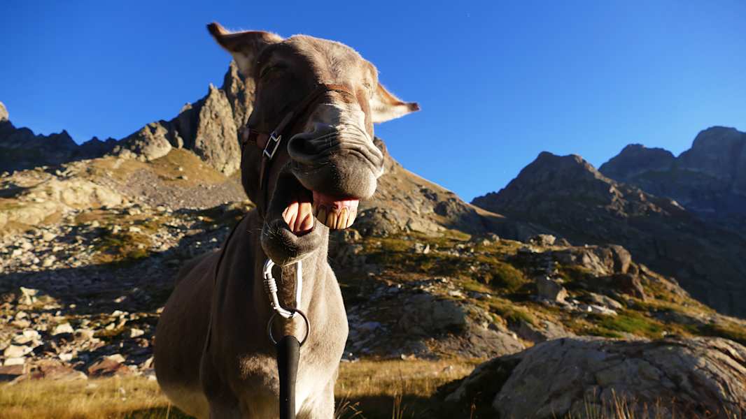 Mit dem Esel durch die französischen Alpen