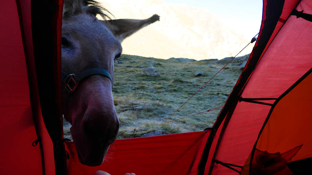 Mit dem Esel durch die französischen Alpen