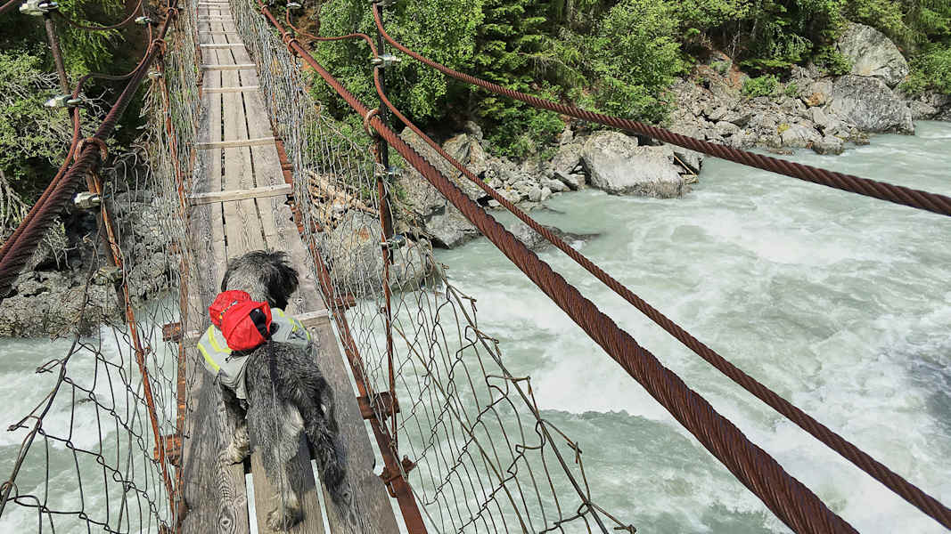 Zwei Schnauzer durchwandern die Schweiz