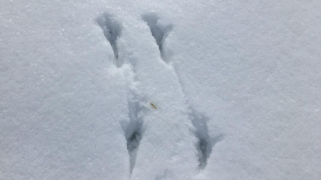 Tierspuren im Schnee: Vogelfährte