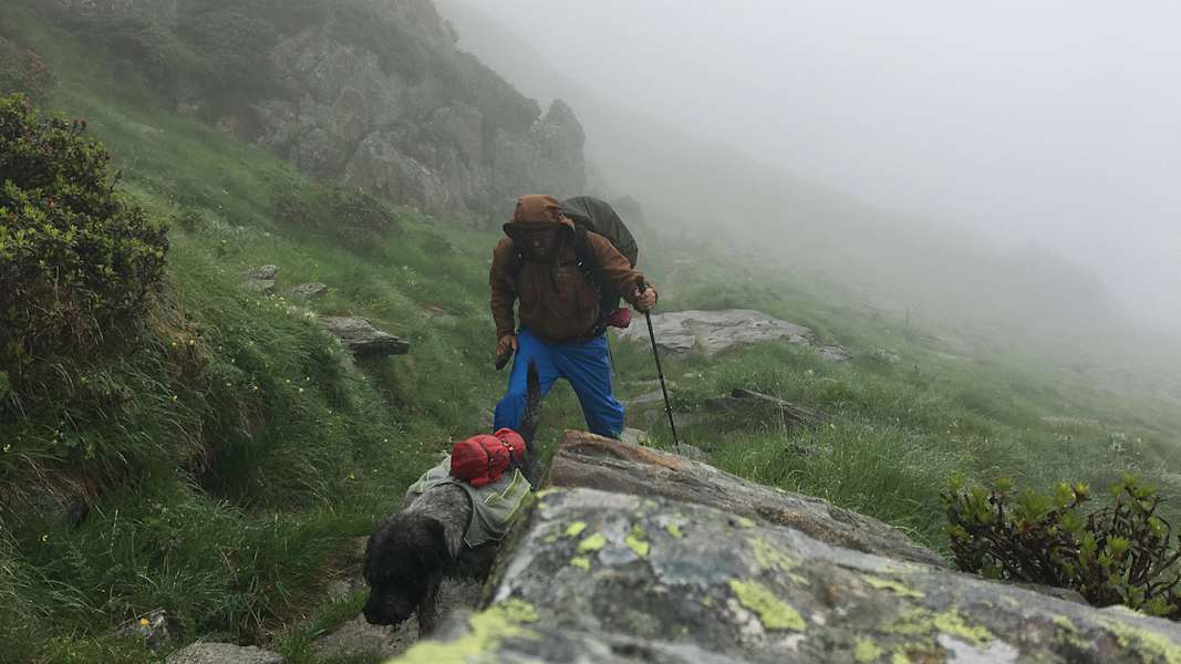 Zwei Schnauzer durchwandern die Schweiz