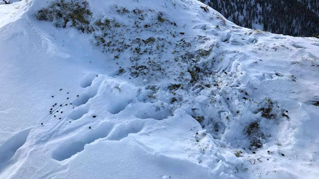 Äsungsplatz: Gamsspuren im Schnee