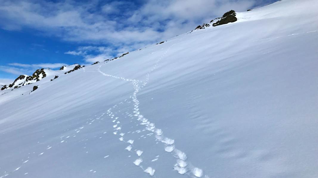 Tierspuren im Schnee: Winter in Tirol