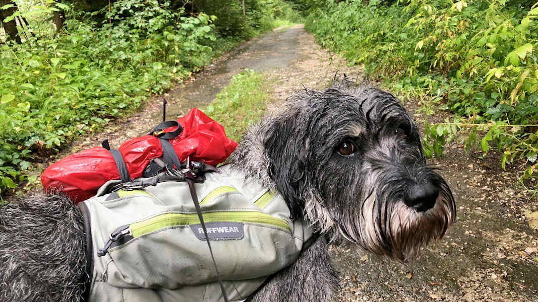 Zwei Schnauzer durchwandern die Schweiz