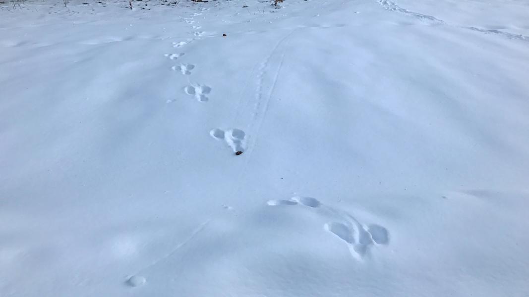 Winter in Tirol: Hasenspur im Schnee