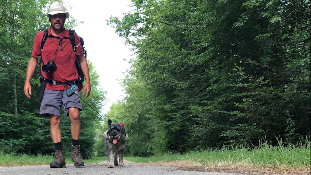 Zwei Schnauzer durchwandern die Schweiz