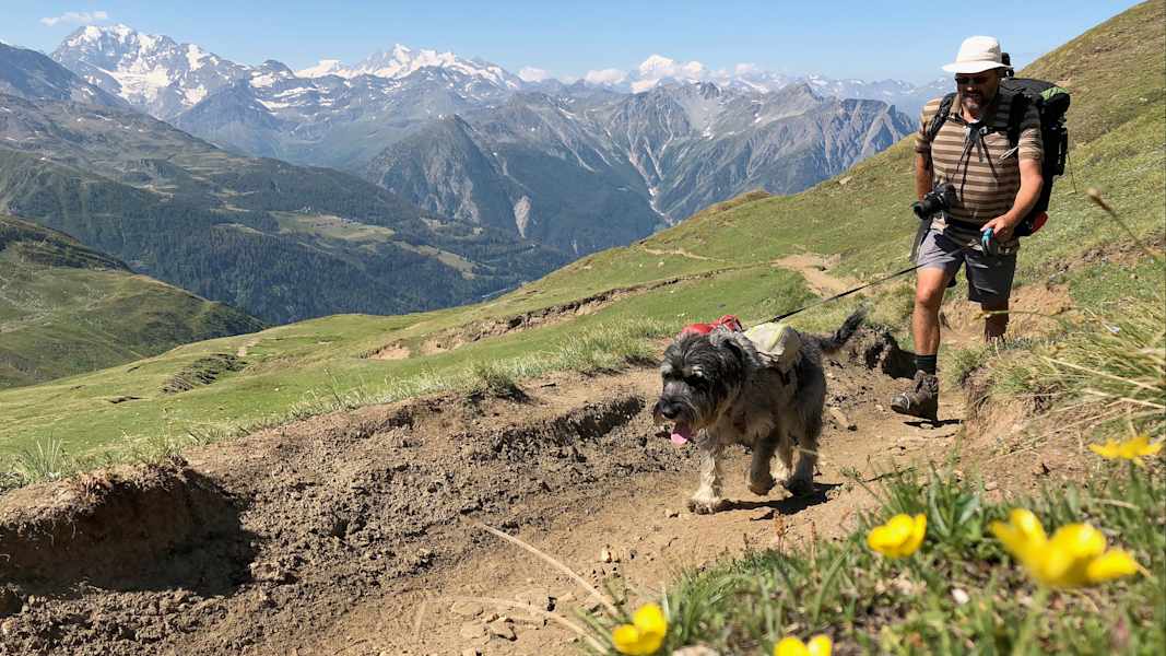 Zwei Schnauzer durchwandern die Schweiz