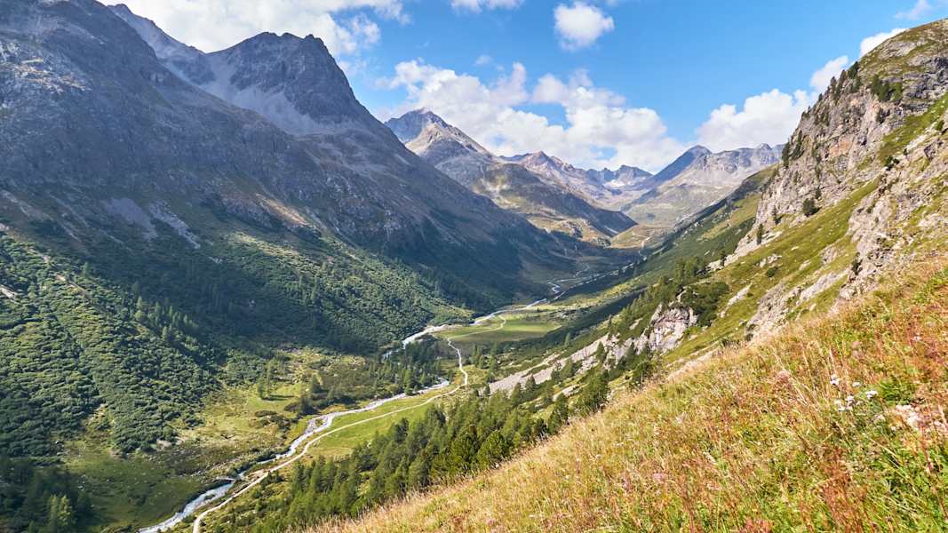Zwei Schnauzer durchwandern die Schweiz