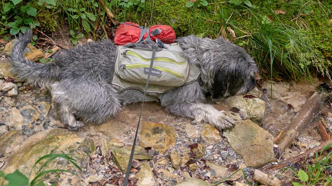 Zwei Schnauzer durchwandern die Schweiz