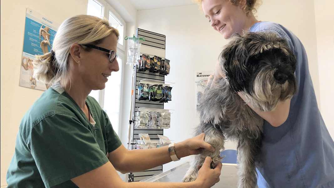 Zwei Schnauzer durchwandern die Schweiz