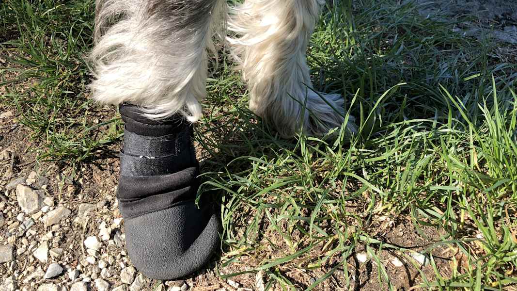 Zwei Schnauzer durchwandern die Schweiz