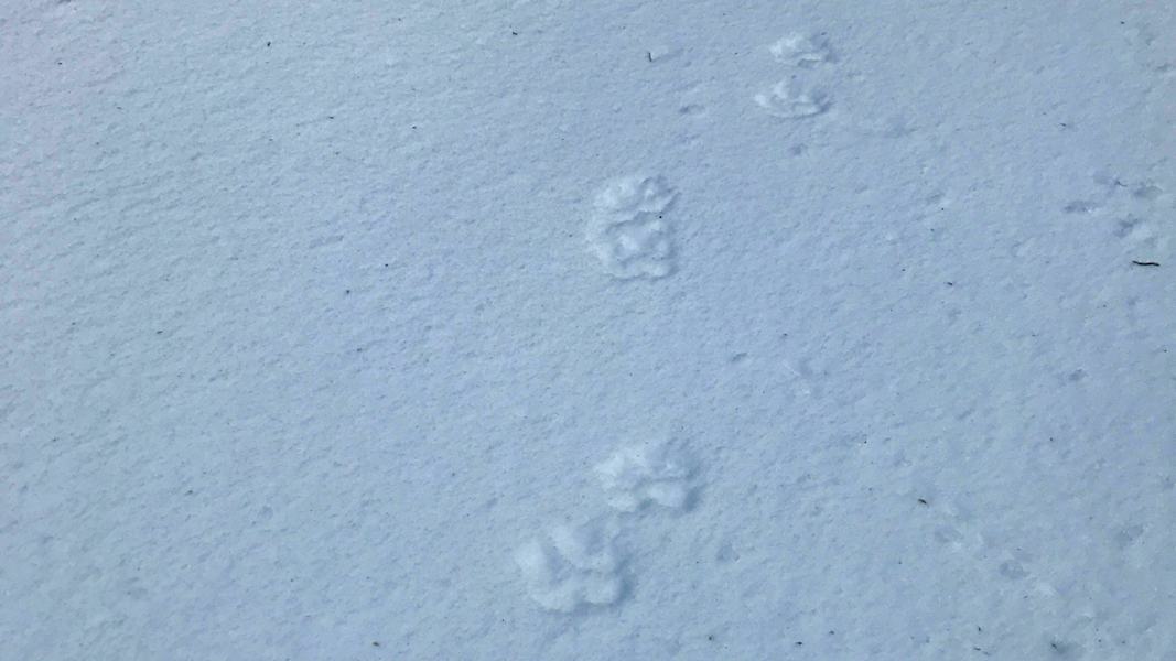 Tierspuren im Schnee: Pfotenabdruck von einem Hund