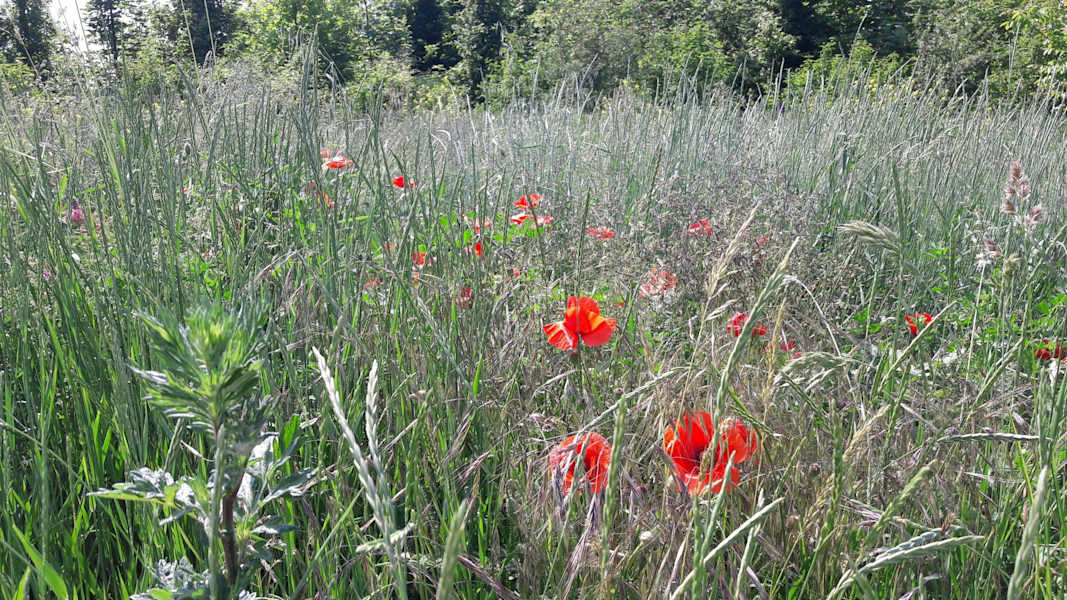 Im Nationalparkbereich Hainburg findet man noch alte Hutweiden.
