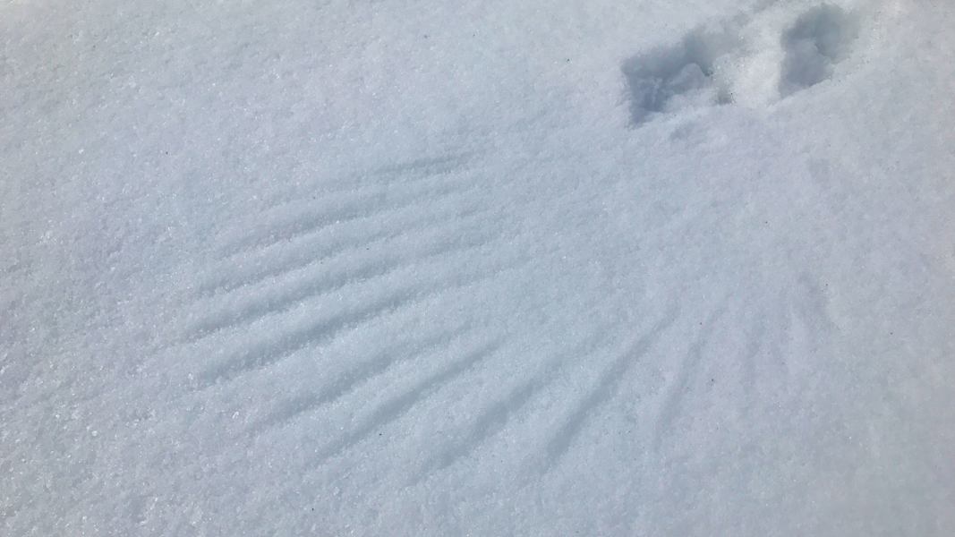 Tierspuren im Schnee: Vogelspuren und Flügelabdrücke