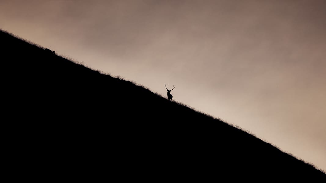 Selten sieht man Hirsche so nahe wie zur Paarungszeit.