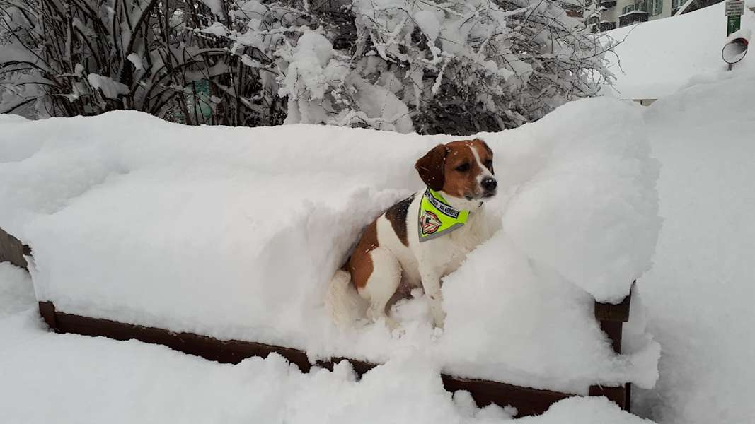 Assistenzhund Jenny gönnt sich eine wohlverdiente Pause, Zell am See