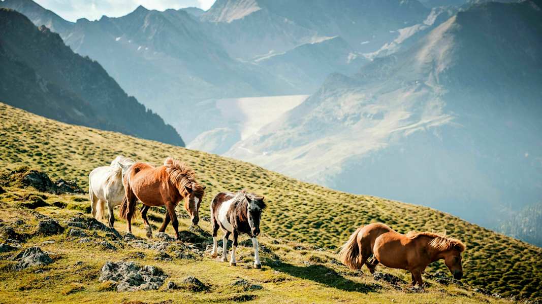 Wandern im Tiroler Ötztal: Pferde auf der Feldringalm