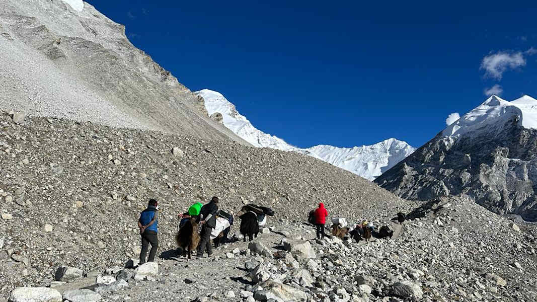 Yaks bringen die Ausrüstung ins ABC.