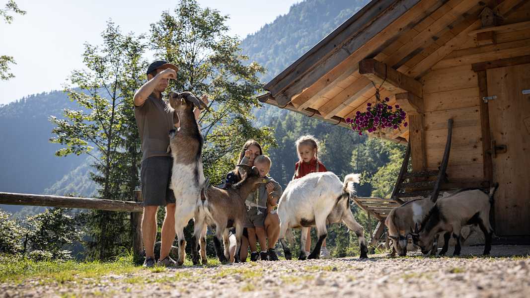 Tierische Begegnungen auf der Alm – Kinder erleben hautnah den Bauernhofalltag mit neugierigen Ziegen.