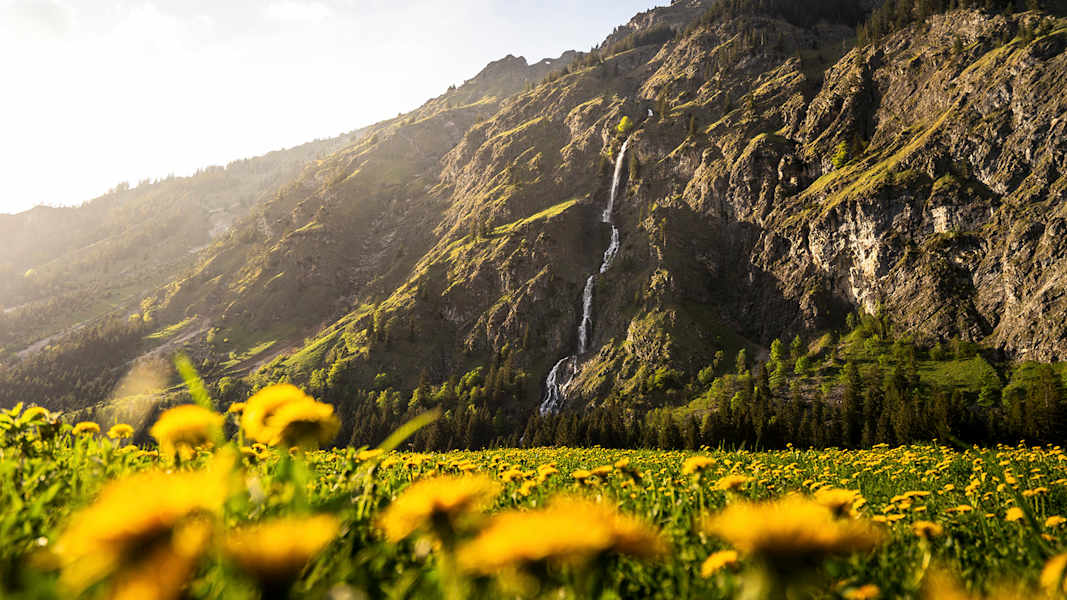Löwenzahn und Wasser - ein Blick auf die Seewände