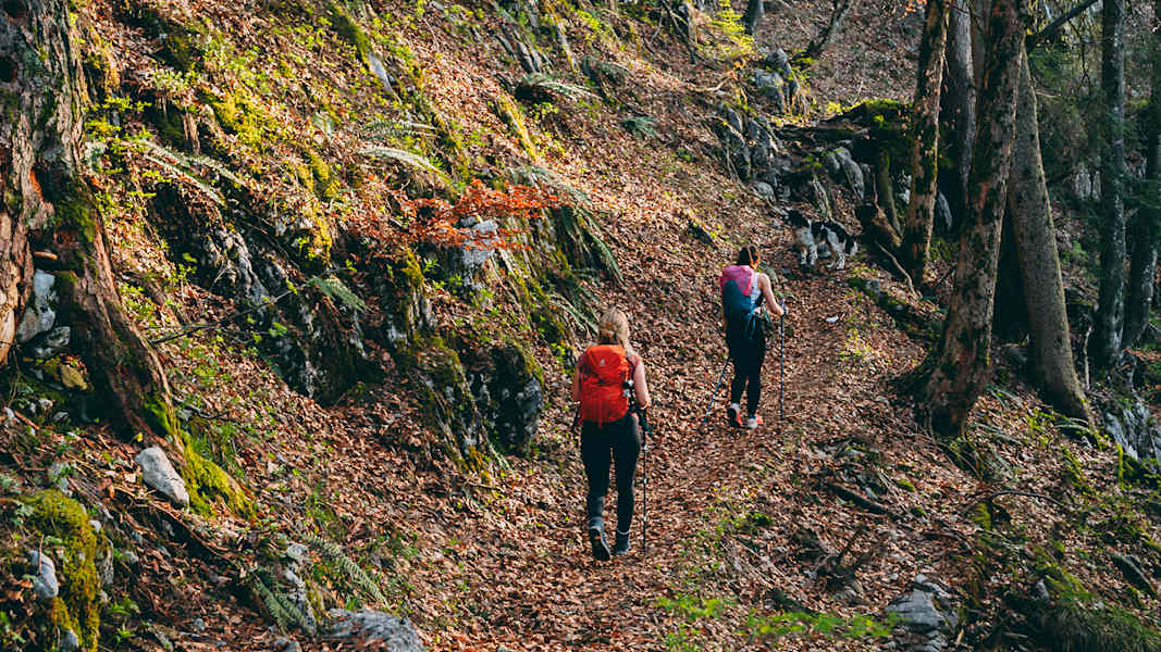 Wer im Wald wandert, entspannt besonders gut – das ist wissenschaftlich erwiesen.