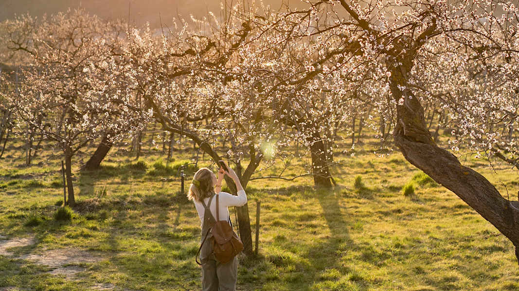 Eine Frau fotografiert die rosa und weiße Marillenblüten in der Wachau