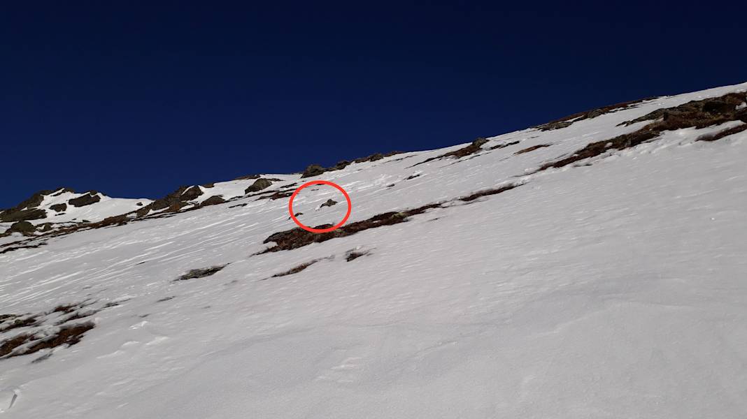 Tiere im Winter: Schneehuhn