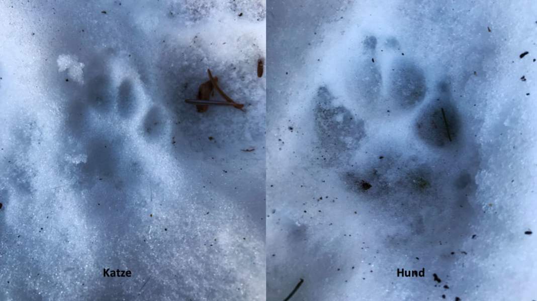 Tierspuren im Schnee: Pfotenabdruck von Katze und Hund