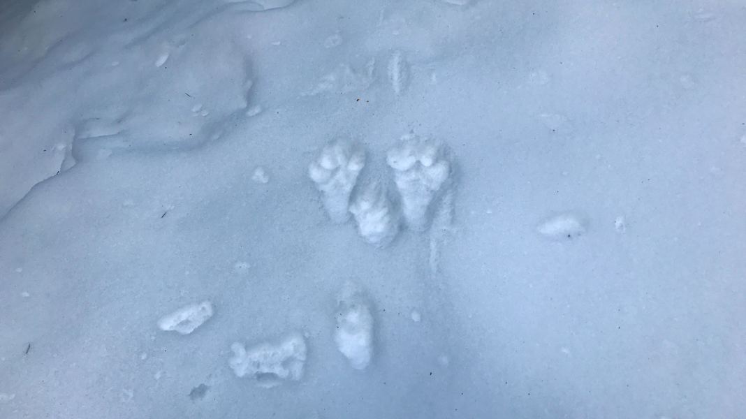 Tierspuren im Schnee: Hasenfährte