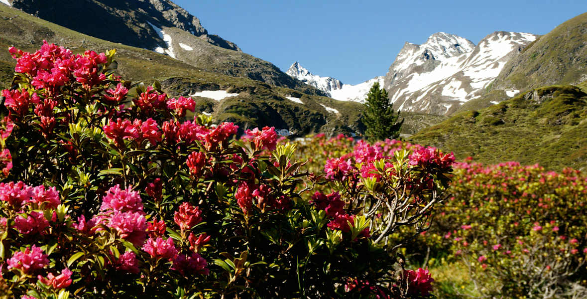 Almrosenblüte im Fotschertal Sellrain