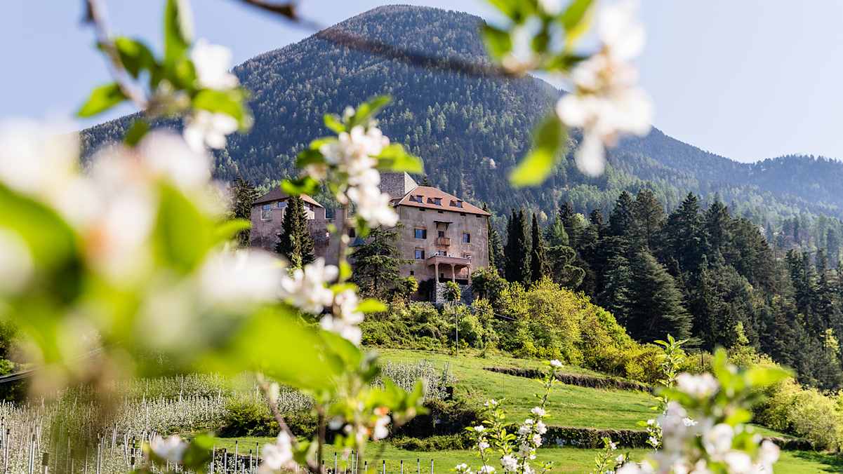 Schloss Goyen in Schenna, im Vordergrund sieht man Apfelblüten.