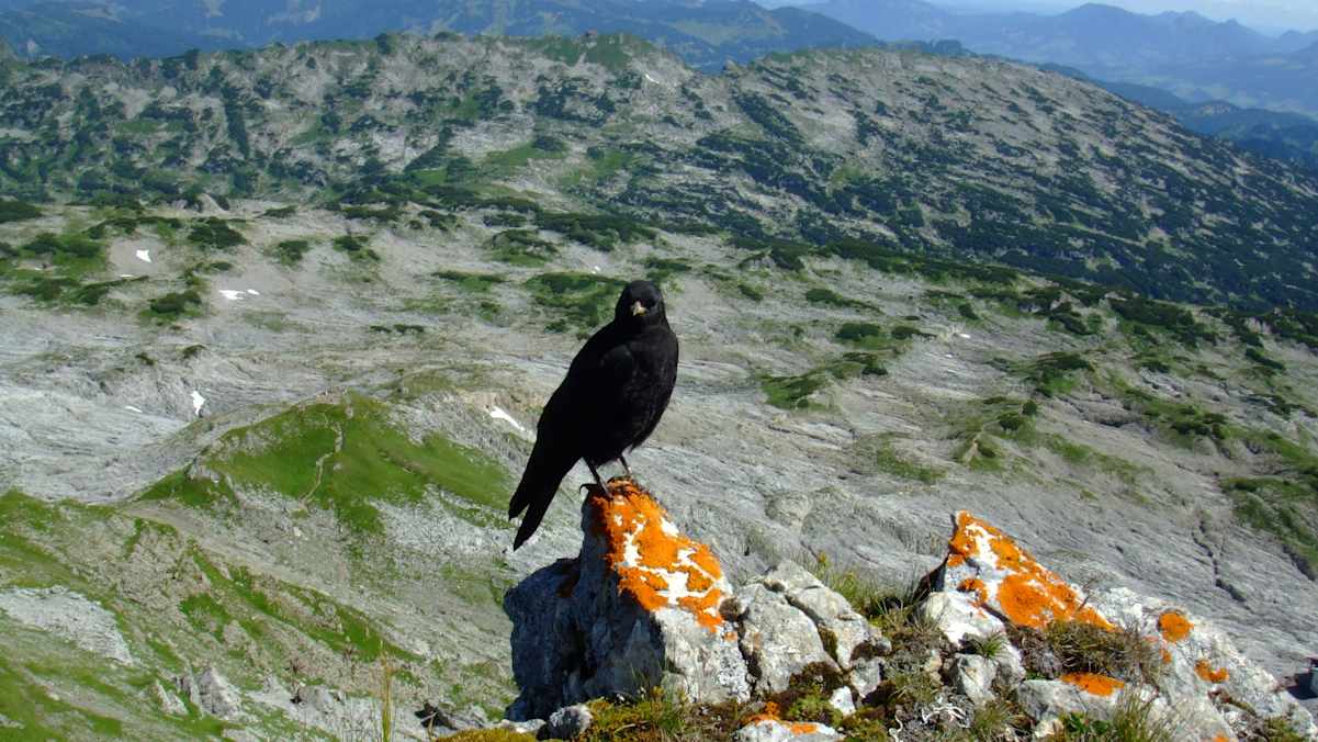 Allgäu: Hoher Ifen mit Blick über das Gottesackerplateau