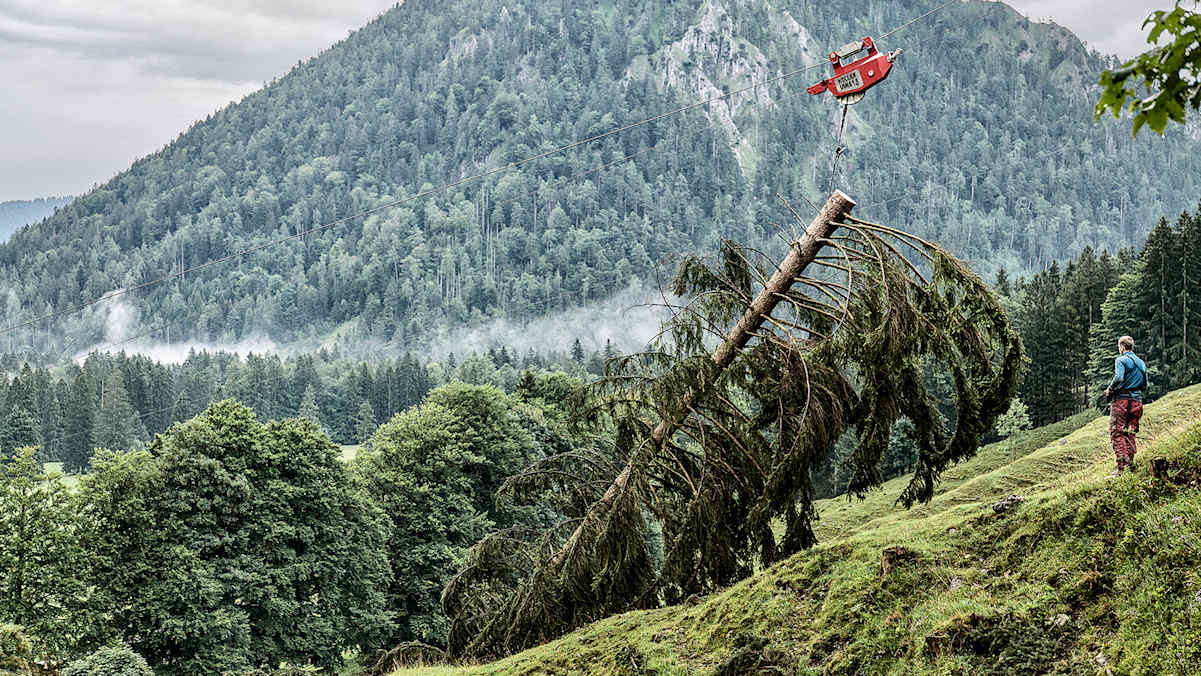 Baumtransport, Steilhang, Maschine