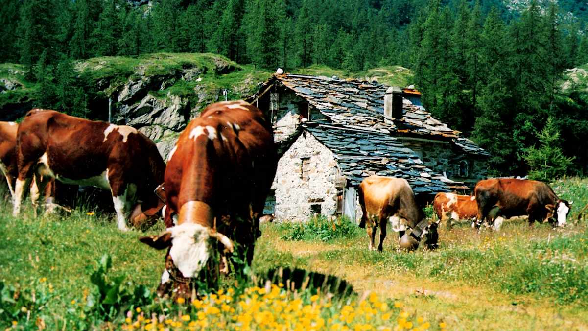 Bewirtschaftete Almen liefern ausgezeichnete Milch, Butter und Käse, die vor Ort verkostet werden können.