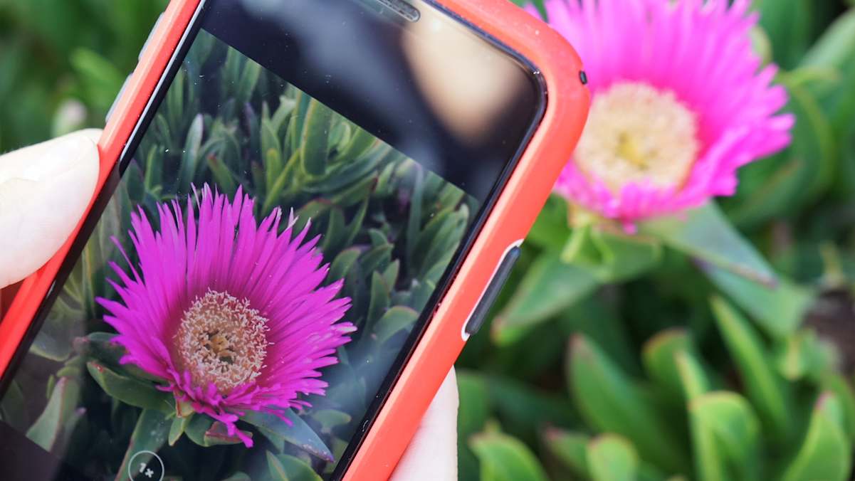 Pflanzen mittels Fotoerkennung bestimmen: Mit der Pl@ntNet App