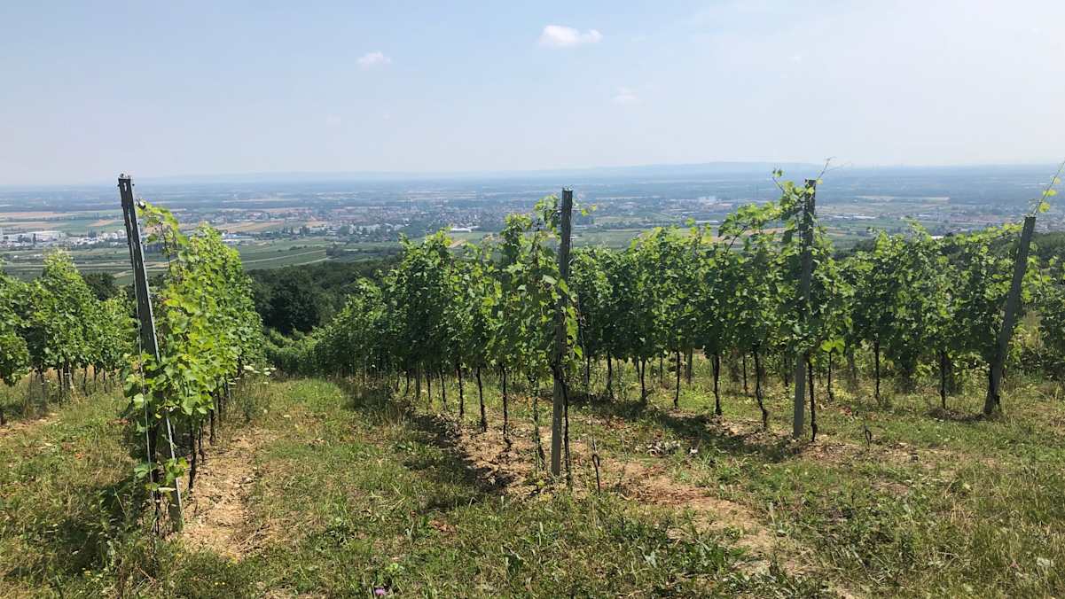 Weinstöcke entlang des Beethoven-Spazierweges