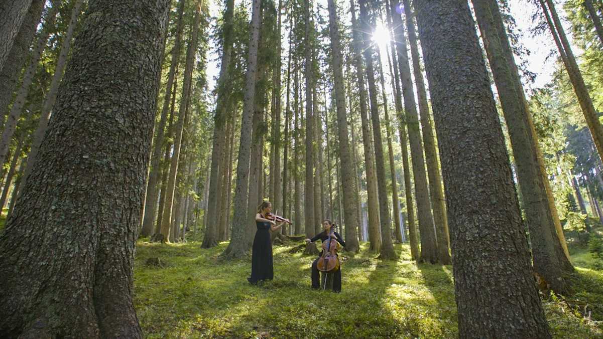 Konzert im Klangwald von Val di Fiemme