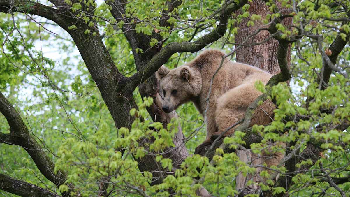 Reise Rumänien Karpaten Piatra Craiului Nationalpark